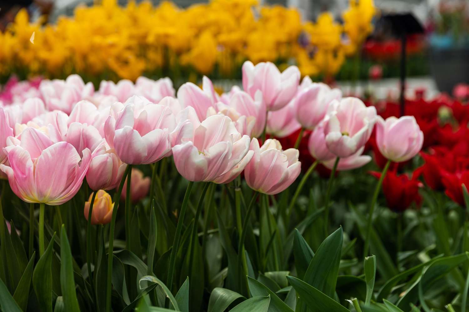 Tulipe 'Mango Charm'